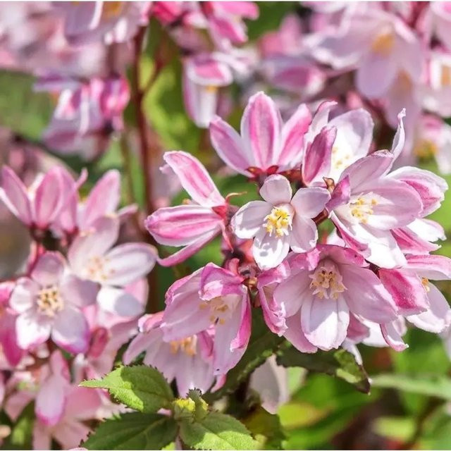 Hydrangea serrata Tellerhortensie Cherry Champell in Rosa und Pink - Bild 1