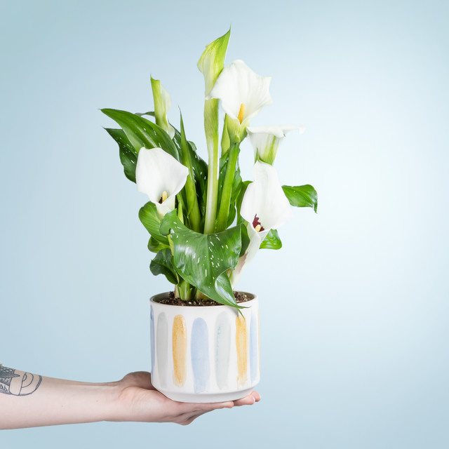 Zantedeschia White Wonder Zimmerpflanze von BLUME2000 in Weiß - Bild 1