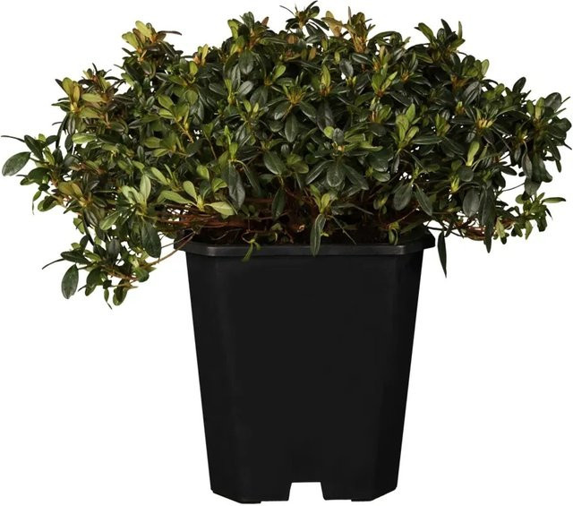 GROW by OBI Japanische Azalee Anouk Rosa in Rosa und Grün, Höhe: 10 - 20 cm - Bild 1