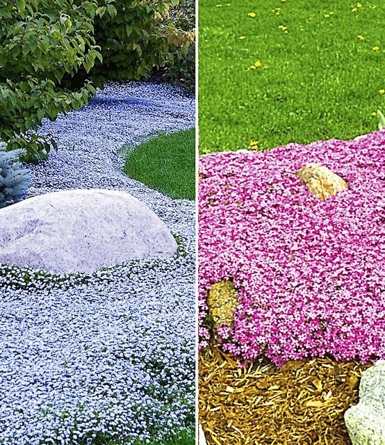 Bodendecker-Kollektion in Pink und Blau - Bild 1