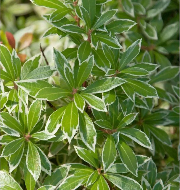 Pieris japonica Polar Passion Lavendelheide Zierstrauch, Farbe: Weiß und Grün, Höhe: 40-50 cm - Bild 1