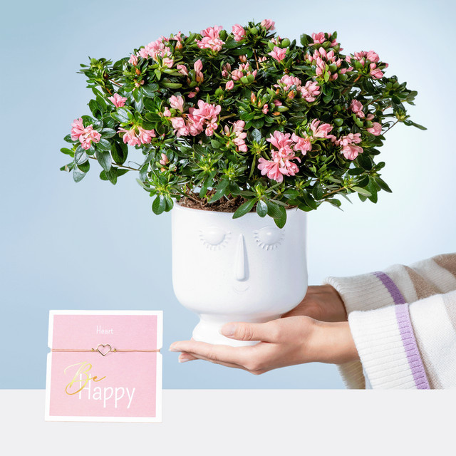 BLUME2000 Flower Dream mit Herz-Armband als Zierstrauch im Übertopf für den Innen- und Außenbereich - Bild 1