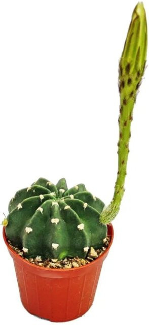 Exotenherz Echinopsis Subdenundata Kaktus als kleine Pflanze im 5,5 cm Topf, Grün - Bild 1