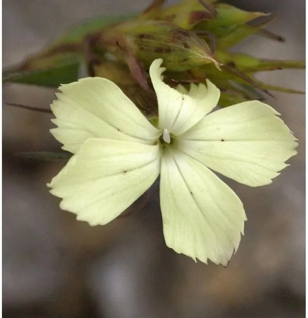 Gelbe Balkan Nelke Dianthus knappii als mehrjährige Pflanze für Steingarten und Freiland - Bild 1