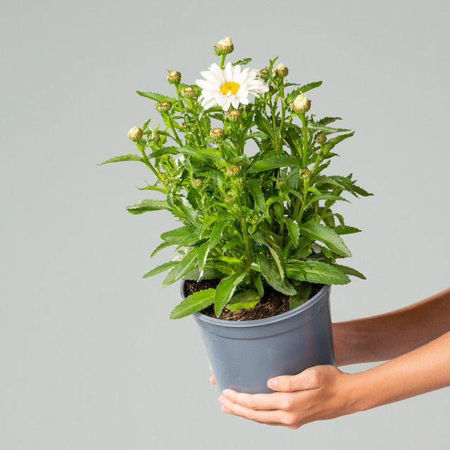 Weiße Sommermargerite Leucanthemum maximum von BLUME2000 - Bild 1