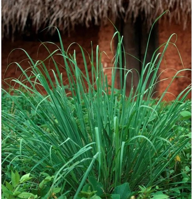 Zitronengras Cymbopogon citratus als grüne mehrjährige Stauden-Würzpflanze im Topf von Die Nr-01.de - Bild 1