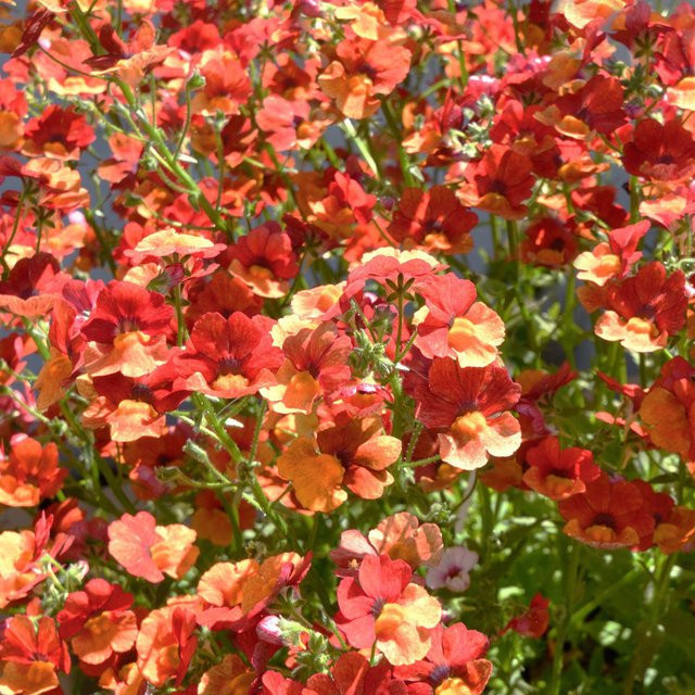 Nemesia Elfenspiegel in Orange für deinen Garten und Balkon - Bild 1
