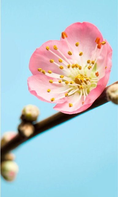 Komar Fototapete Vlies Peach Blossom in Pink, Breite: 150 cm, Höhe: 250 cm - Bild 1