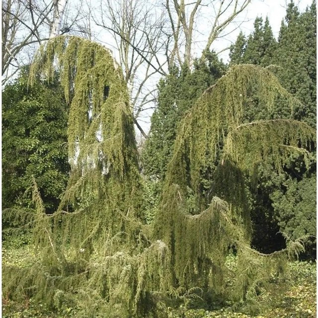 Wildwachseder Horstmann Juniperus communis Strauch in Grün, Höhe: 100-125 cm - Bild 1