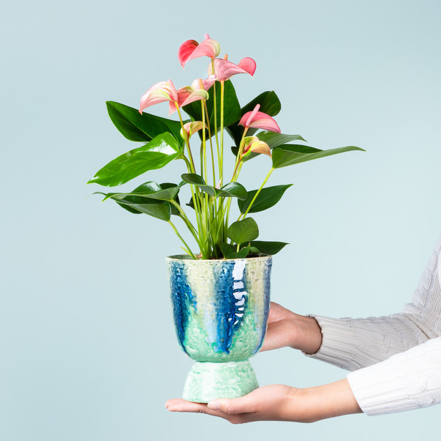 Anthurium Tropical Temptation von BLUME2000 in Orange mit Übertopf - Bild 1