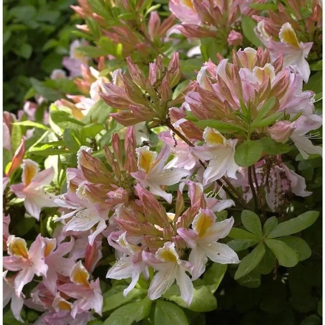 Azalee Irene Koster Rhododendron luteum Alpenrose von Nr-01.de, Höhe: 40-50 cm - Bild 1