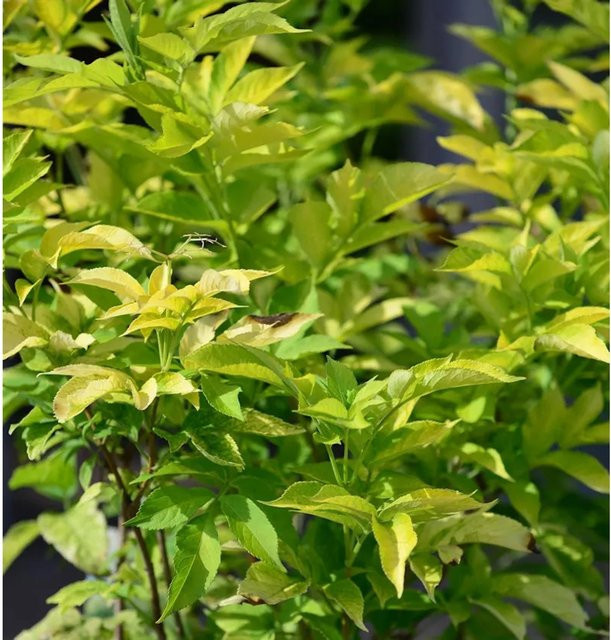 Gelber Holunder Sambucus canadensis Zierstrauch in Gelb, Höhe: 80-100 cm - Bild 1