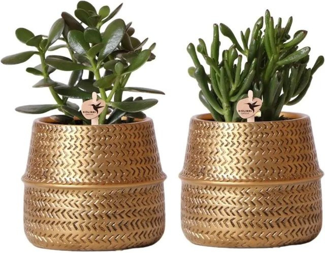 Kolibri Greens 2er-Set Crassula Sukkulenten in dekorativen Keramiktöpfen mit goldener Rille, Topfgröße: 9 cm - Bild 1