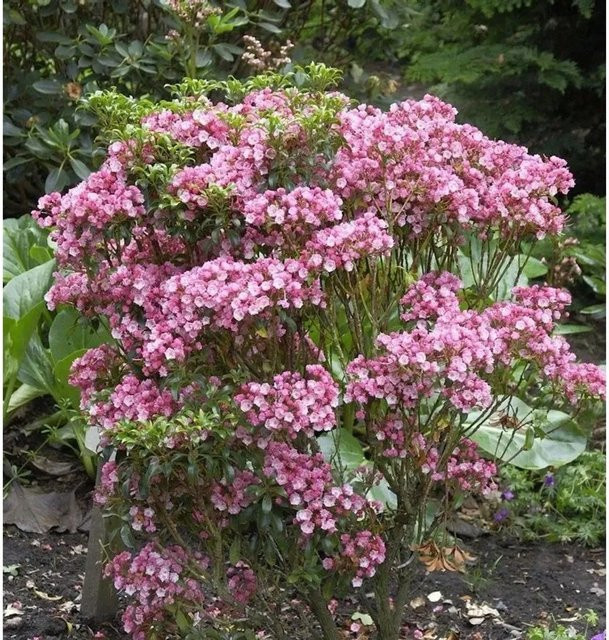 Berglorbeer Little Linda Kalmia latifolia Zierstrauch von Nr-01.de - Bild 1