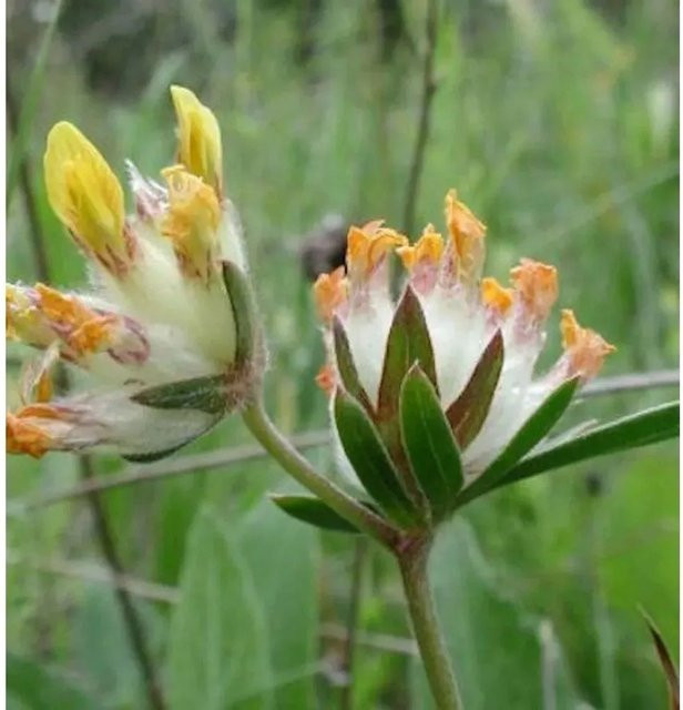 Echter Wundklee Anthyllis vulneraria als mehrjährige Pflanze im Topf von Nr-01.de - Bild 1