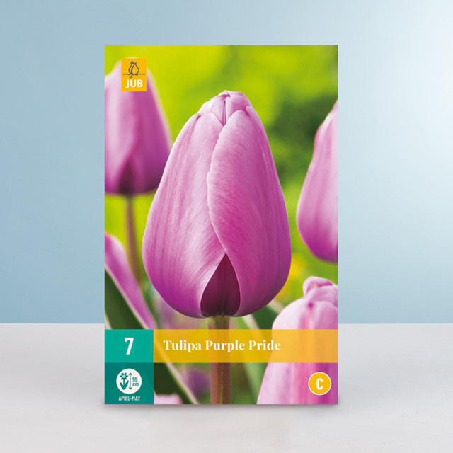 Darwin-Hybrid-Tulpe Purple Pride von BLUME2000 mit 7 Zwiebeln - Bild 1
