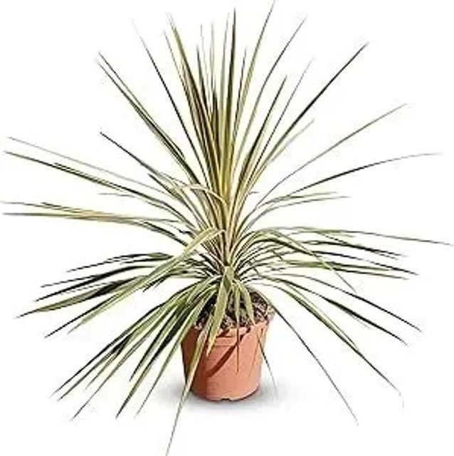 Sunny-Tree Cordyline Australis Dazzler Keulenlilie in Rot, Lila und Grün, Höhe: 100 cm, 10 L Topf, winterharte Gartenpflanze für Innen und Außen - Bild 1