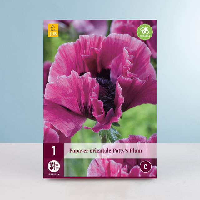 Türkischer Mohn Patty's Plum Wurzel von BLUME2000 - Bild 1