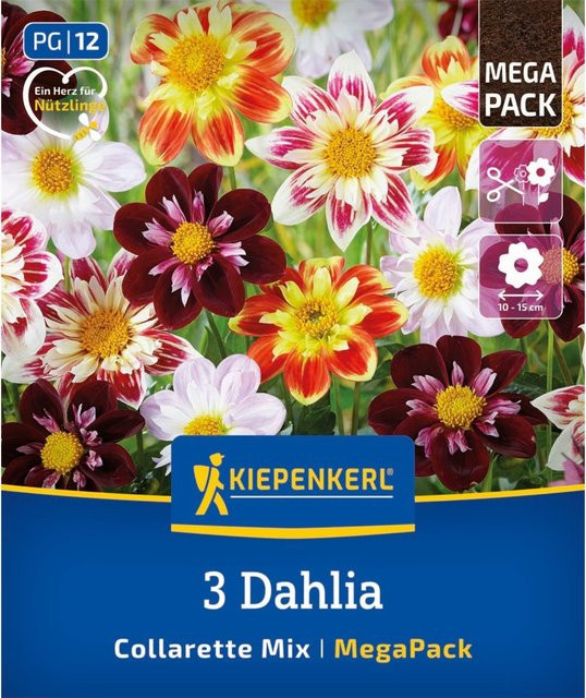 Kiepenkerl Bienenfreundlicher Halskrausen-Dahlien Mix, 3 Zwiebeln, bunt (rot, weiß, pink, orange, mehrfarbig) - Bild 1
