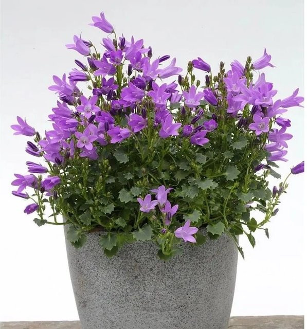 Teppich Glockenblume Campanula portenschlagiana in Lila als Bodendecker für Garten, Steingarten und Mauerbegrünung - Bild 1