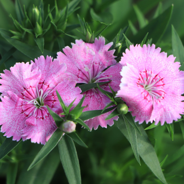 Federnelke in Rosa - Bild 1