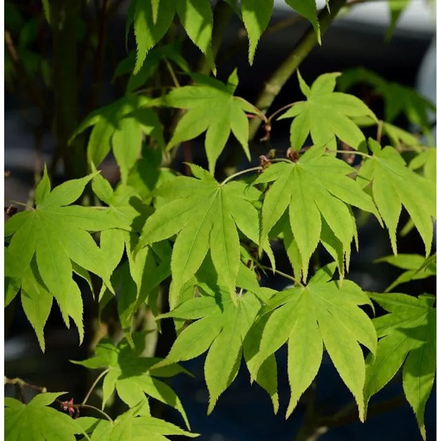 Japanischer Schlitzahorn Limelight Acer palmatum von Die Nr-01.de, Farbe: Grün-Gelb, Höhe: 100-125 cm - Bild 1