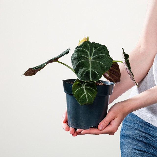 Alocasia Black Velvet Zimmerpflanze von Blume2000 in Schwarz und Grün, Höhe: 40 cm - Bild 1