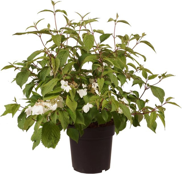 GROW by OBI Schneeball Viburnum plicatum Mariesii im 6l Topf, Höhe: 60 cm - Bild 1