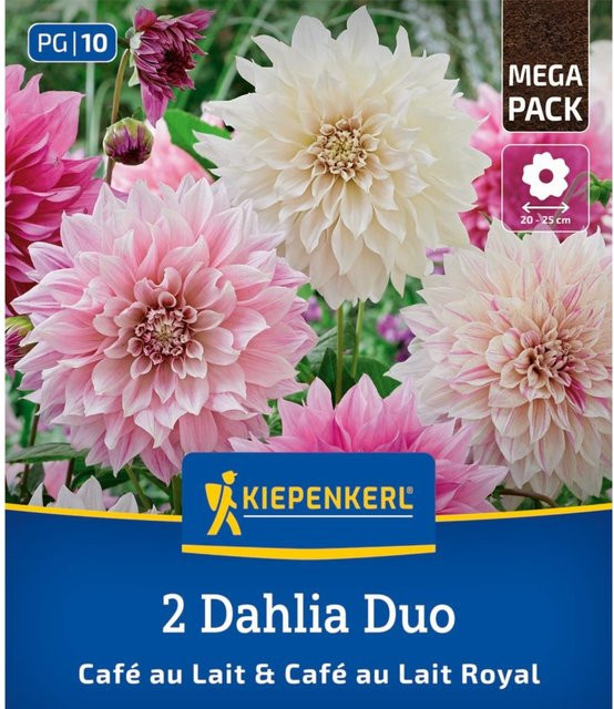 Kiepenkerl Dahlien Duo bunt, 2 Zwiebeln - Bild 1