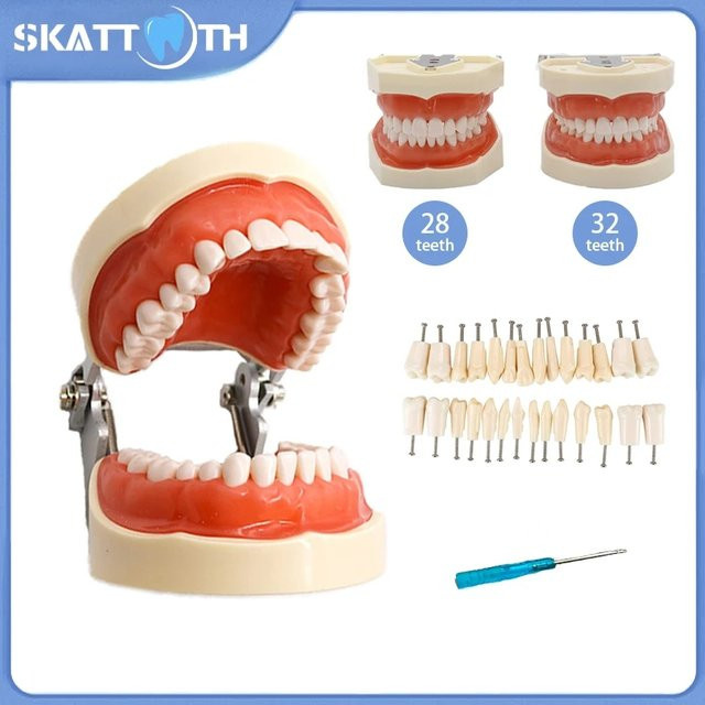 SKATTOOTH Dental Lehrmodell, Typodont, 28/32 Zähne, mit weichem Zahnfleisch - Bild 1