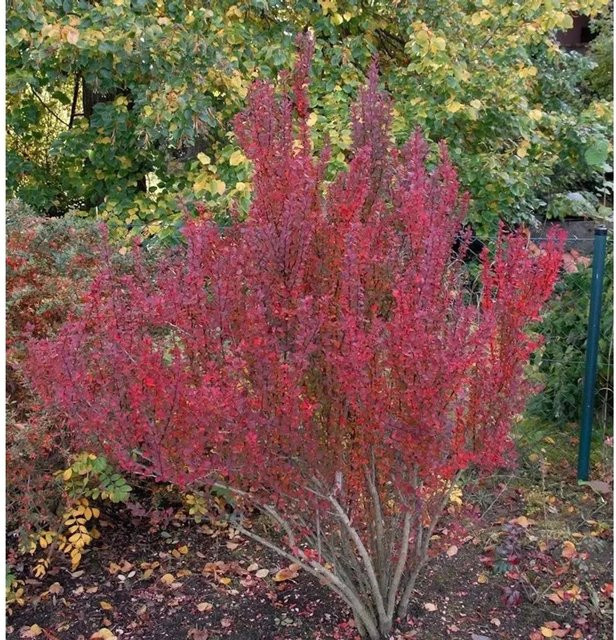 Säulen Berberitze Red Pillar Berberis thunbergii in Rot - Bild 1