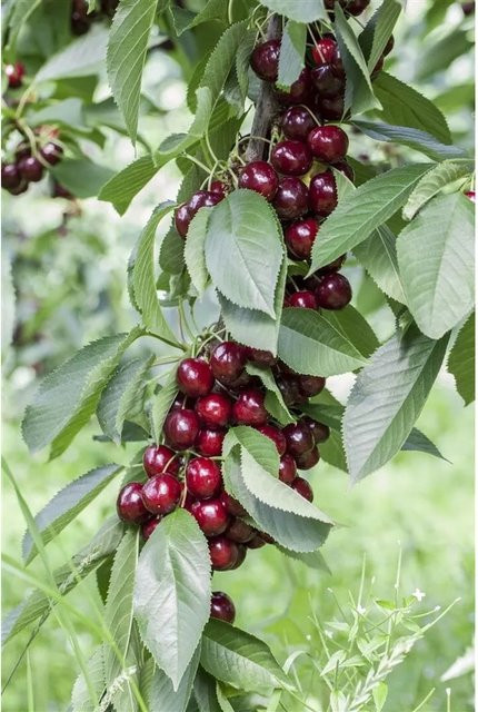 Pflanzen für dich Süßkirsche Prunus Avium Lapins, Höhe: 150-200 cm - Bild 1