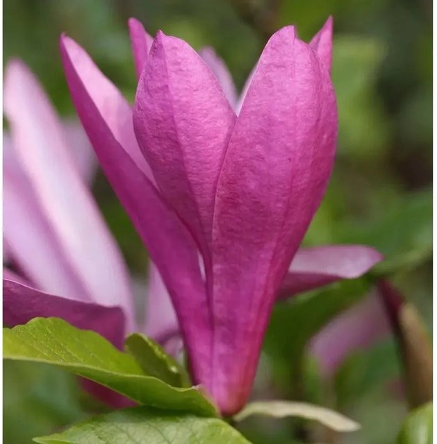 Magnolia liliiflora Susan als Zierstrauch in Pink, Höhe: 100-125 cm - Bild 1