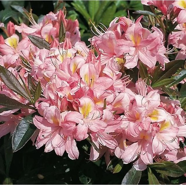 Rhododendron Juniduft Rhododendron viscosum Nr-01.de Höhe: 60-70 cm - Bild 1