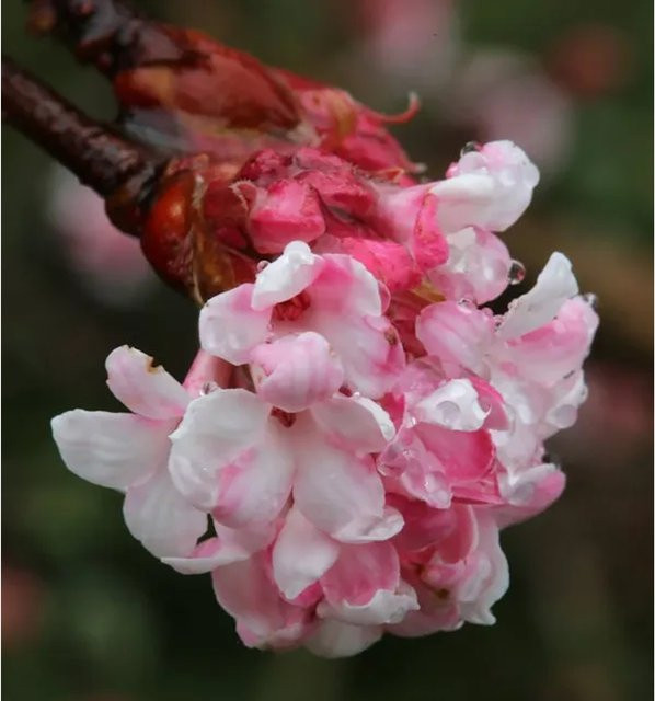 Winterschneeball Viburnum bodnantense Dawn als Zierstrauch in Pink und Weiß, Höhe: 100-125 cm - Bild 1
