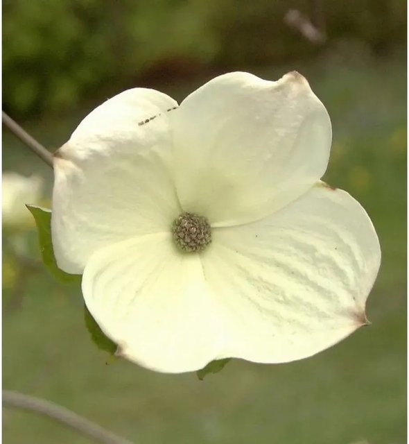 Blühender Hartriegel White Wonder Cornus Strauch in Weiß, Höhe: 80-100 cm - Bild 1
