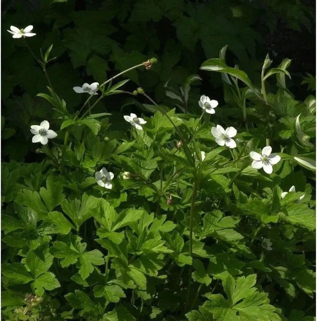 Bach-Anemone Anemone rivularis weiße Staude für den Garten und als Bienenweide - Bild 1