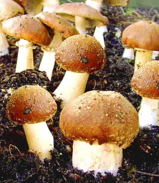 Garten-Pilze Braunkappen Set - Bild 1