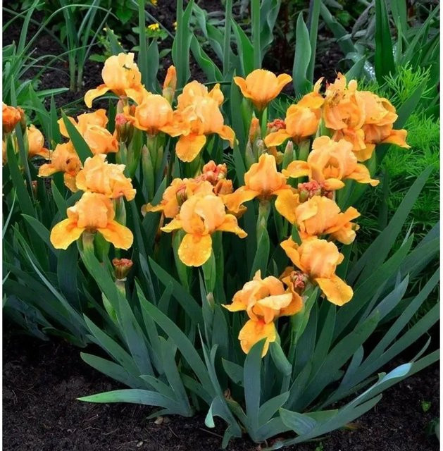 Schwertlilie Hindenburg Iris barbata Gartenstaude von Nr-01.de - Bild 1