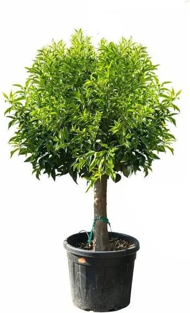 Sunny-Tree Mandarinenbaum Citrus Reticulata, 20 Jahre alt, Höhe: 180 cm, Obstbaum für Garten und Terrasse - Bild 1