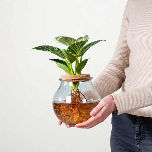 BLUME2000 Philodendron White Wave Wasserpflanze im Glas mit Korkdeckel, Grün-Weiß - Bild 1