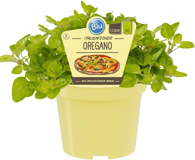 Blu Bio-Oregano Origanum vulgare Kräuterpflanze im Topf Ø ca. 12 cm - Bild 1