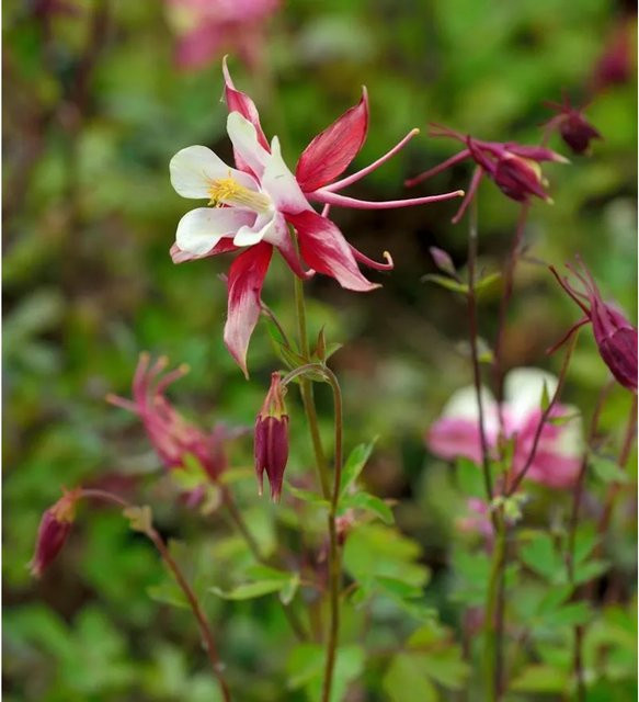 Aquilegia flabellata Zwergakelei Spring Magic Rose und Ivory mehrjährige Pflanze - Bild 1