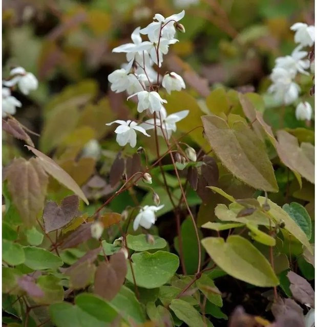 Epimedium diphyllum Elfenblume Sockenblume als mehrjährige Gartenpflanze von Nr-01.de - Bild 1
