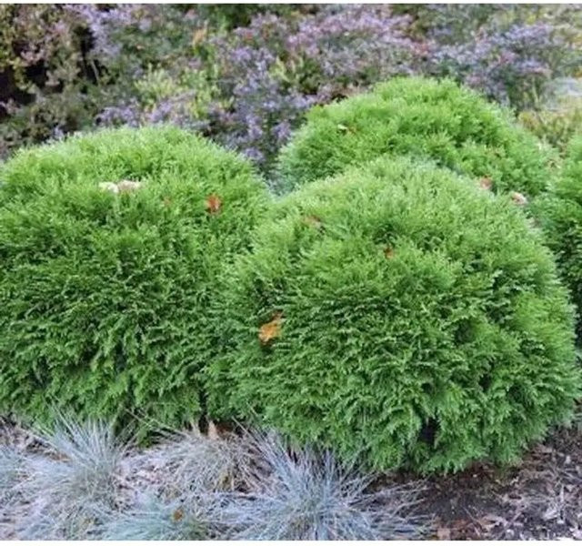 Thuja occidentalis Lebensbaum Bubikopf Mr Bowling Ball in Grün, Höhe: 25-30 cm - Bild 1