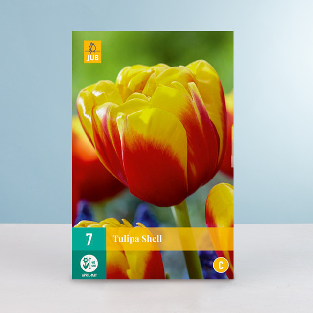 BLUME2000 Gefüllte frühe Tulpe Shell mit 7 Zwiebeln für Gartenbeet und Blumenkübel - Bild 1