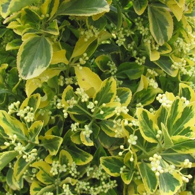 Arborix Japanspindel Ovatus Aureus Euonymus japonicus Goldlaubig im Container, 20 bis 30 cm - Bild 1