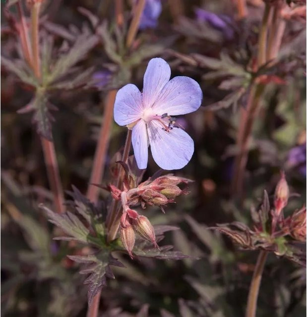 Wiesenstorchschnabel Midnight Rider Geranium pratense lila Staude für Naturgärten und Wiesenflächen - Bild 1