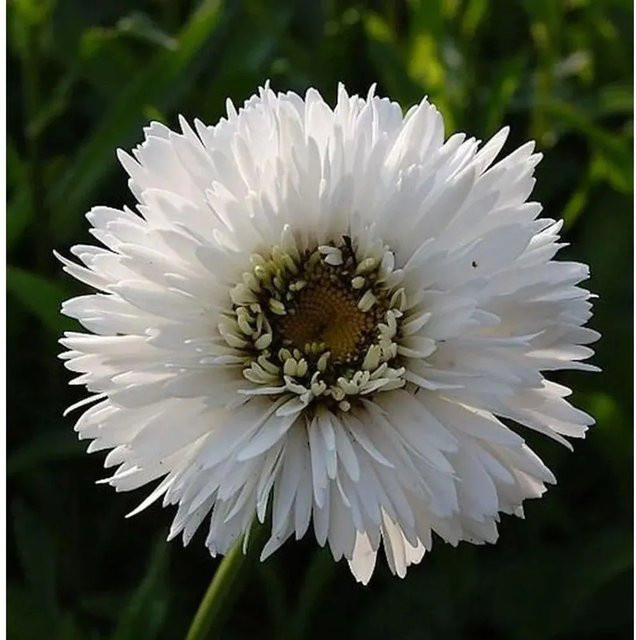 Gartenmargerite Snehurka Leucanthemum superbum weiße Staude im Topf - Bild 1