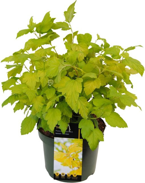 Blasenspiere Darts Gold Physocarpus opulifolius Strauch von GROW by OBI - Bild 1